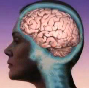 Human_brain_female_side_view