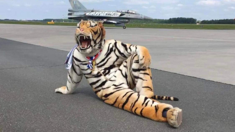 Το δικαίωμα να ντυθεί τίγρης σε ασκήσεις του ΝΑΤΟ θα κερδίζει ο νικητής της φορολοταρίας κάθε μήνα