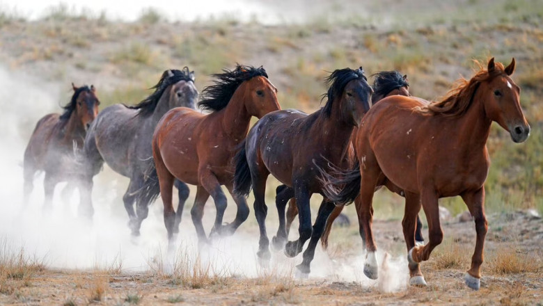 Χιλιάδες άλογα συρρέουν στη Νάουσα για το φάιναλ φορ του πόλο με άλογα
