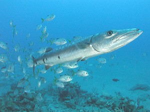 gigantic sardine