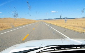 insects-on-car