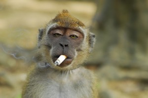 monkey-smoking