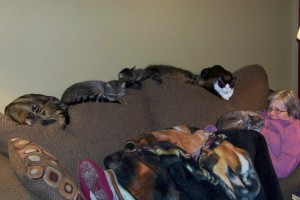 crazy-cat-lady