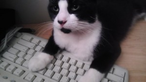keyboard_cat__pc