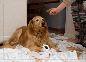 bad dog