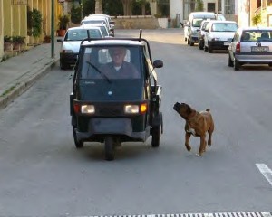 dogs_chasing_cars