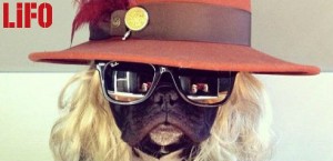 lifo-dog