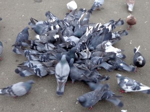 Bunch of pigeons