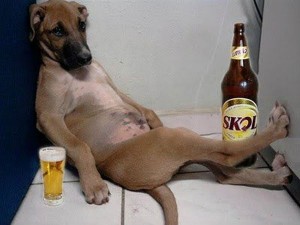 funny-picture-drinking-dog