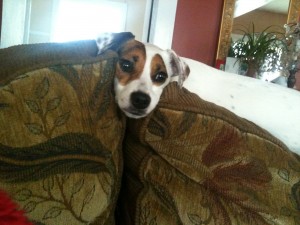 praline jack russell