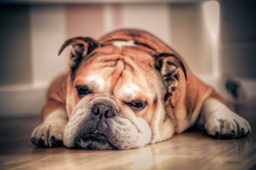 English_Bulldog_about_to_sleep