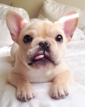 6-@frenchiebutt14