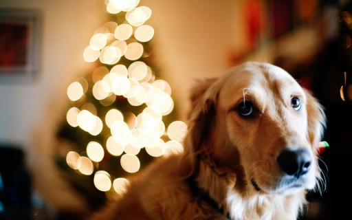 dog-christmas-tree-lights-new-year