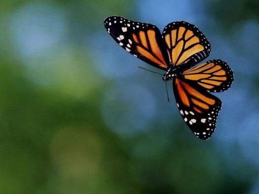 butterfly_effect