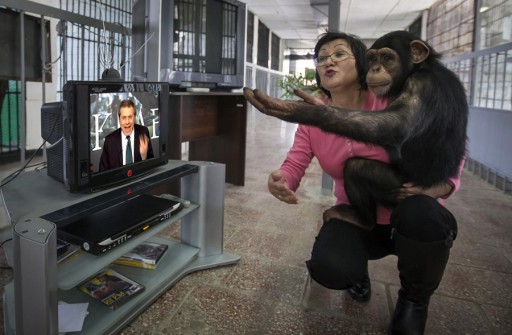 chimpanzee