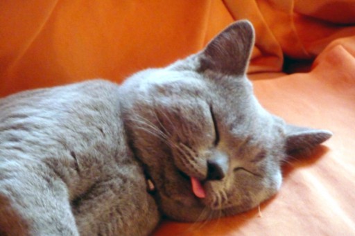 sleeping_cat_by_ivince