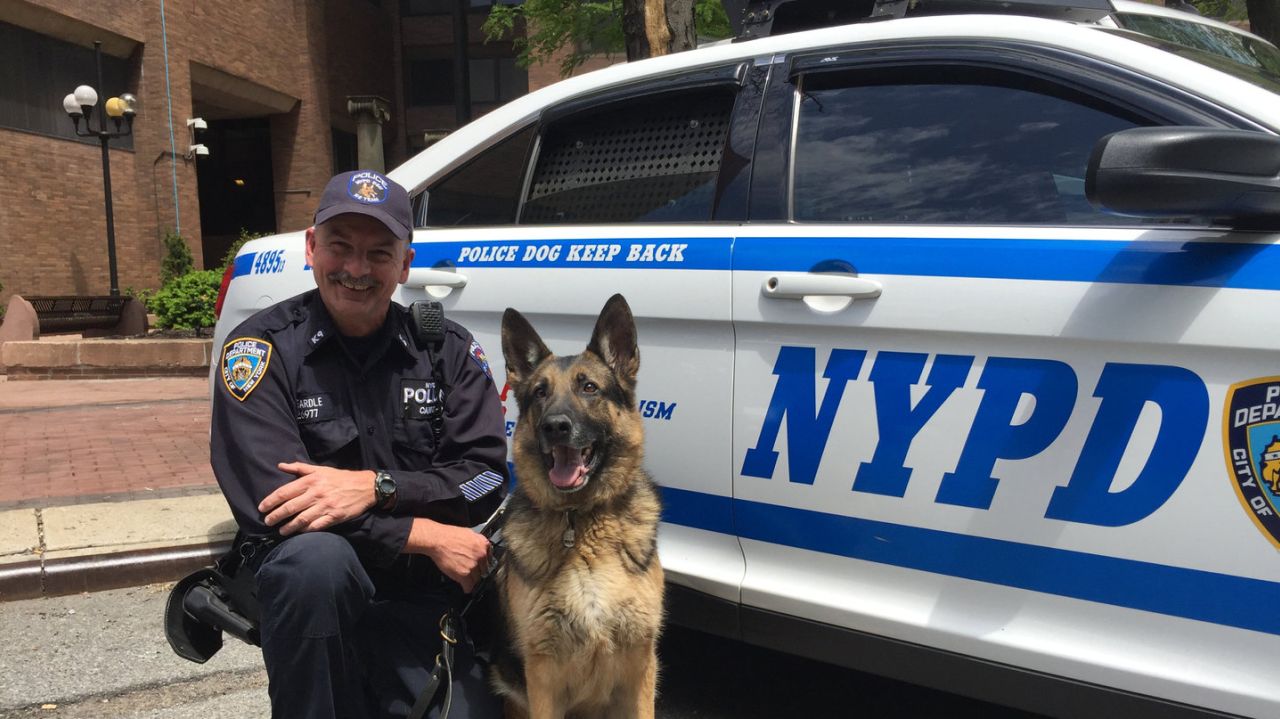 служебные собаки. служебные собаки полиции рф. американские полицейские собаки. K9 officer. бельгийская овчарка малинуа полиция.