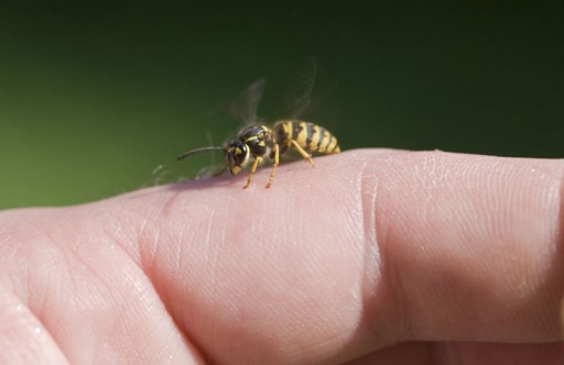 wasp_sting