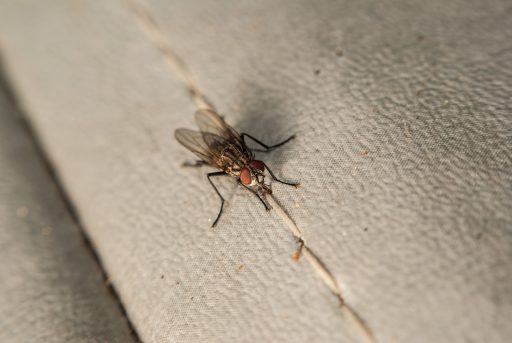 fly