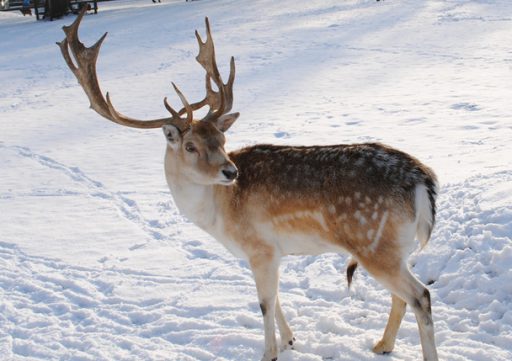 deer1