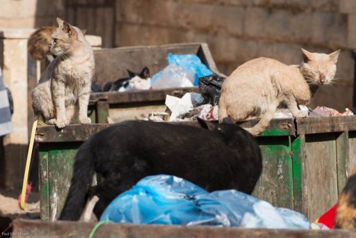 cats-garbage