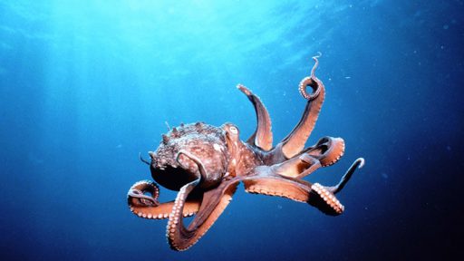 octopus