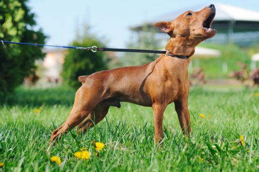 barkingmain