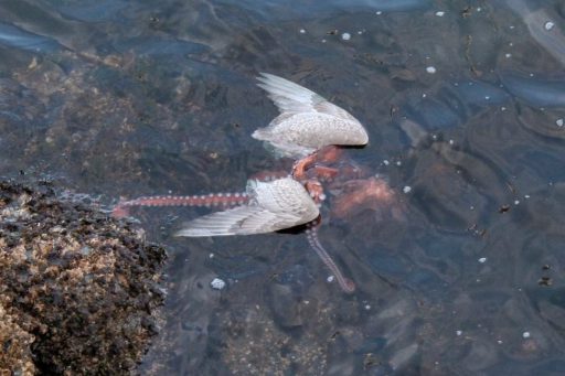 octpus-eating-seagull
