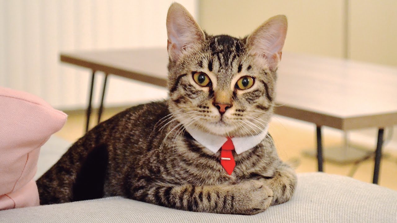 Πράγματι γάτα είναι τελικά ο κοντός με τη γραβάτα, πηγές επιβεβαιώνουν