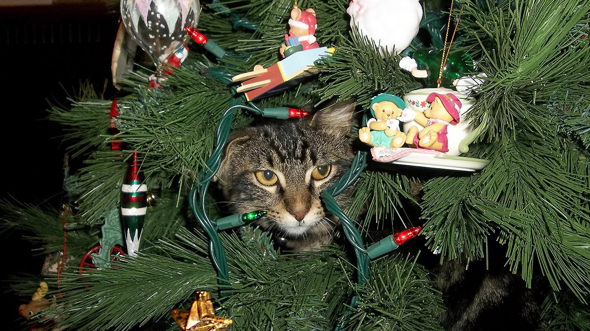 Ένα κλαδί ψηλότερα αποφάσισε να εγκατασταθεί φέτος στο χριστουγεννιάτικο δέντρο 4χρονη γάτα